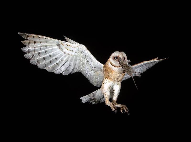 barn owl, обыкновенная сипуха, owl. tx, texas, хищные птицы, raptor, дикие птицы Barn Owl - Обыкновенная сипухаphoto preview