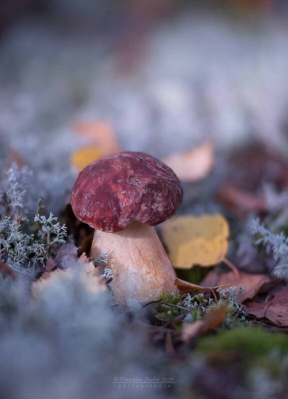 ... боровики ...photo preview