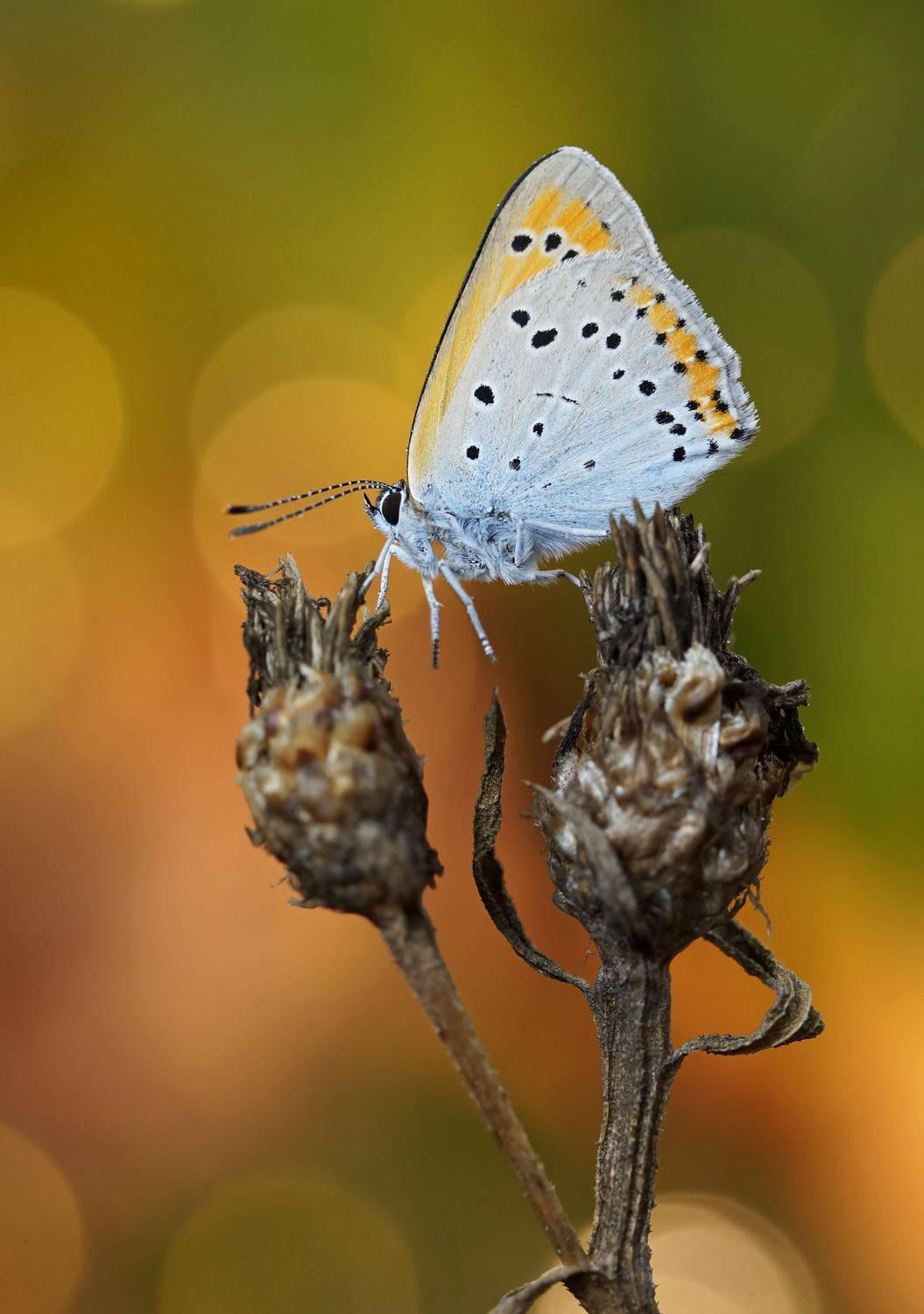 ***. Автор: Чепленко Алексей Бабочка,голубянка, Чепленко Алексей