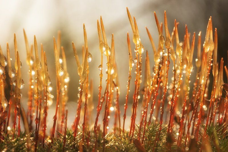 Весна, Капли, Коми, Печора, Север Капли весныphoto preview