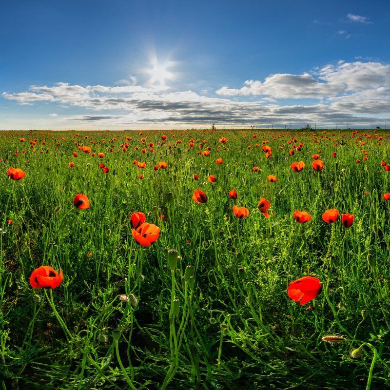 Макиphoto preview