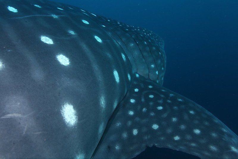 Китовая акула, акулы Китовая акулаphoto preview