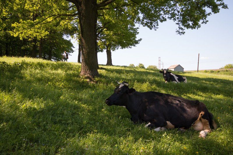 33 коровыphoto preview