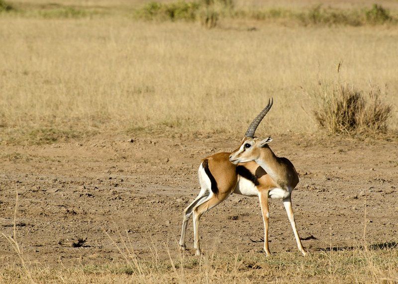 Опасность миновала...photo preview