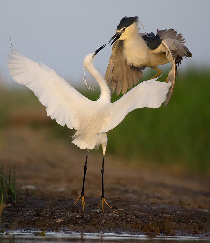 чапла, нощна чапла, малка бяла чапла, bird, birds, wild, wildlife, borislav, bulgaria, heron, night heron, little egret Очи в очиphoto preview