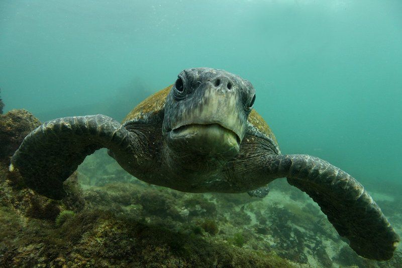 Черепахи портрет черепахиphoto preview