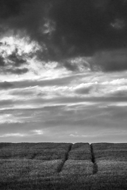 Полеphoto preview