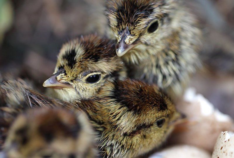 Птенцы тетереваphoto preview