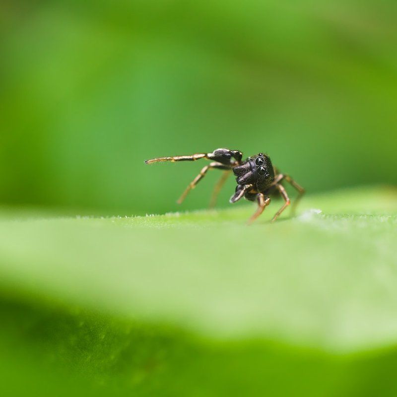макро, паук, скакун, macro, spider, salticidae Утренняя зарядкаphoto preview