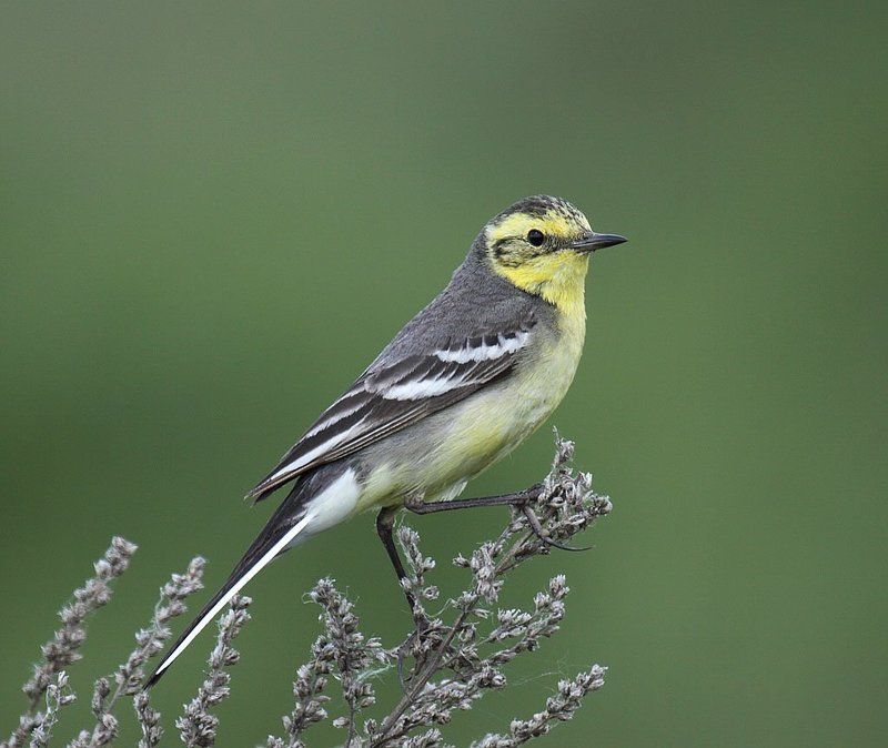 Жёлтоголовая трясогузкаphoto preview