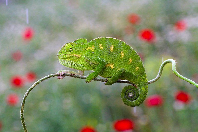 nature chameleon spring common chameleonphoto preview