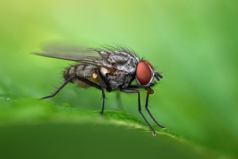 Летчицаphoto preview