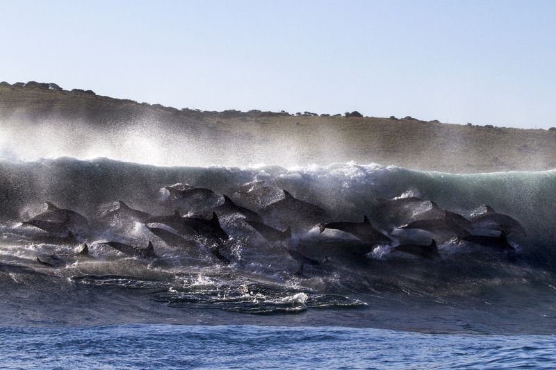 Гонка Сардин, Дельфины Гонка Сардинphoto preview