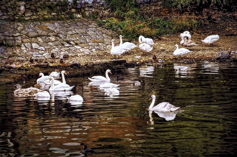 Здание, Кафе, Лебеди, Памятник, Прага, Река Пражские зарисовкиphoto preview