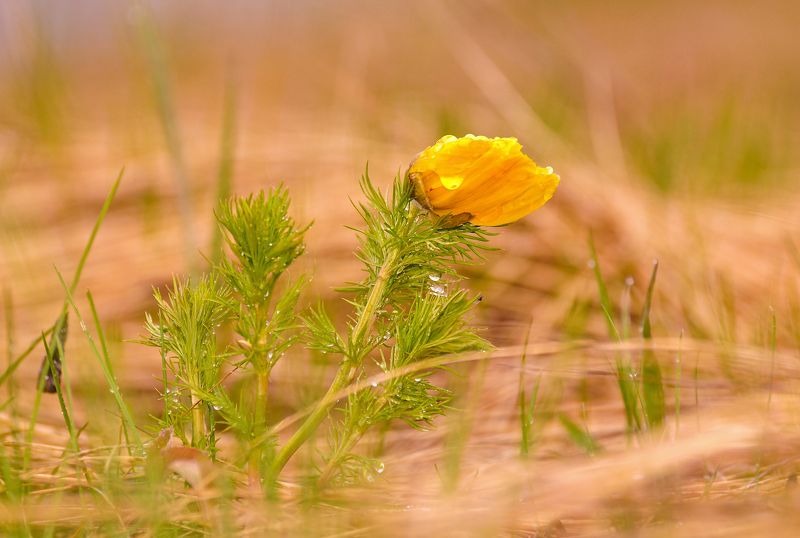 макро, адонис, весна, май, природа, цветок, цветы, дождь,первоцвет, май, россия, татарстан, Адонисphoto preview