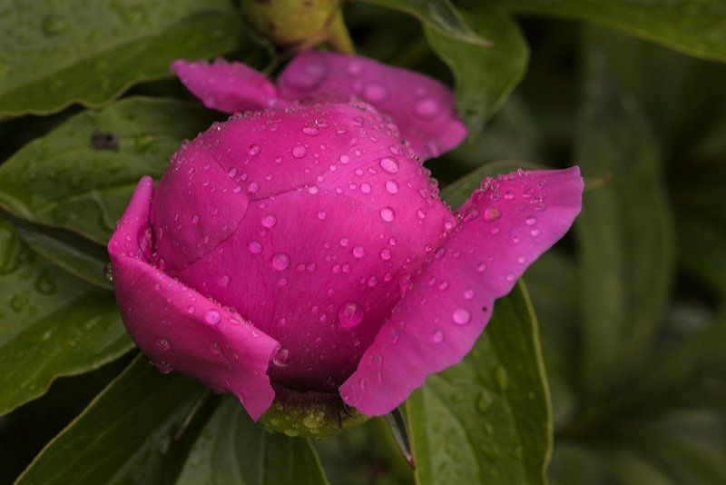 Дождь, Лето, Пионы, Цветы Летний дождьphoto preview