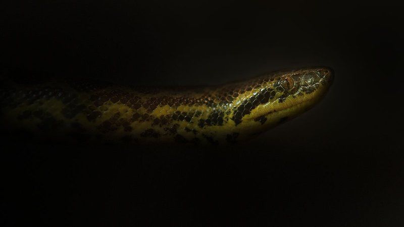 Парагвайская анакондаphoto preview