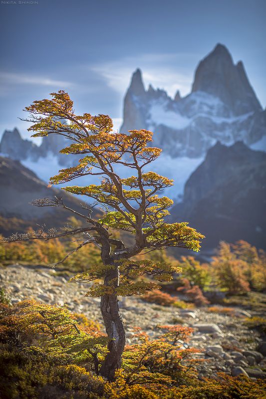 патагония Патагонское деревоphoto preview