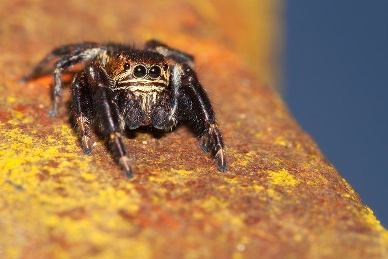 spide ...photo preview