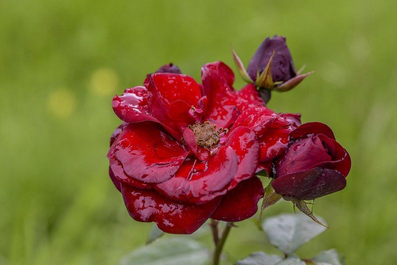 Лето, Летодождь, Природа, Розы, Цветы photo preview