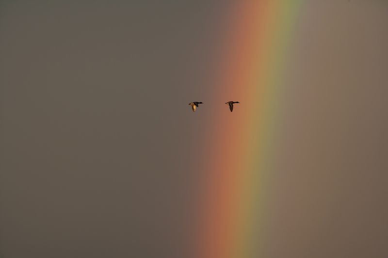 радуга, утки, вечер Если в небе светит радуга, закончен дождьphoto preview