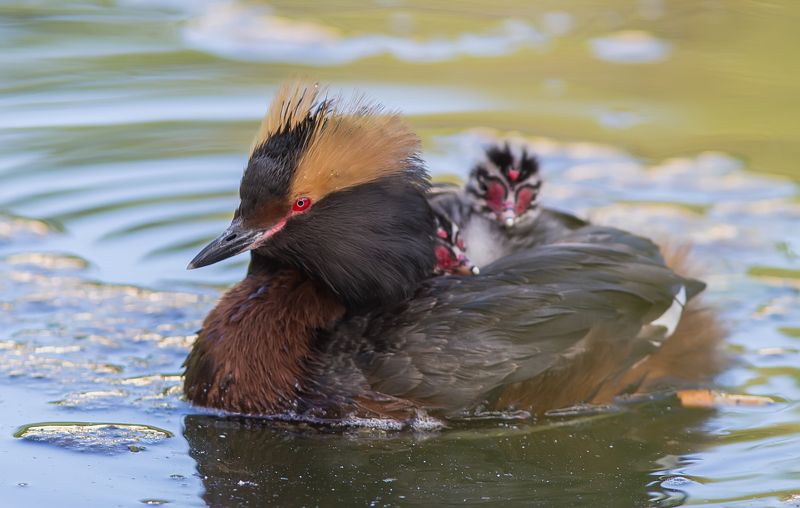 Поганка, красношейная, птицы Чудесные поганки.photo preview