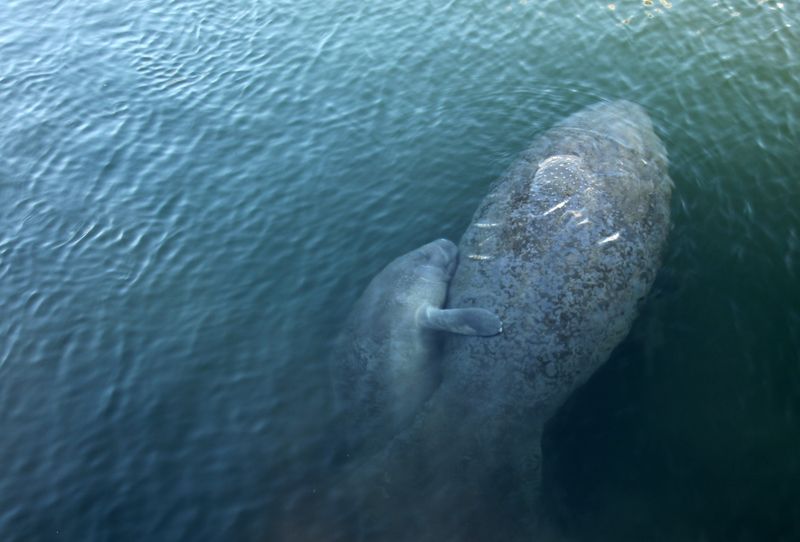 Ламантины, Флорида Мама с малышомphoto preview