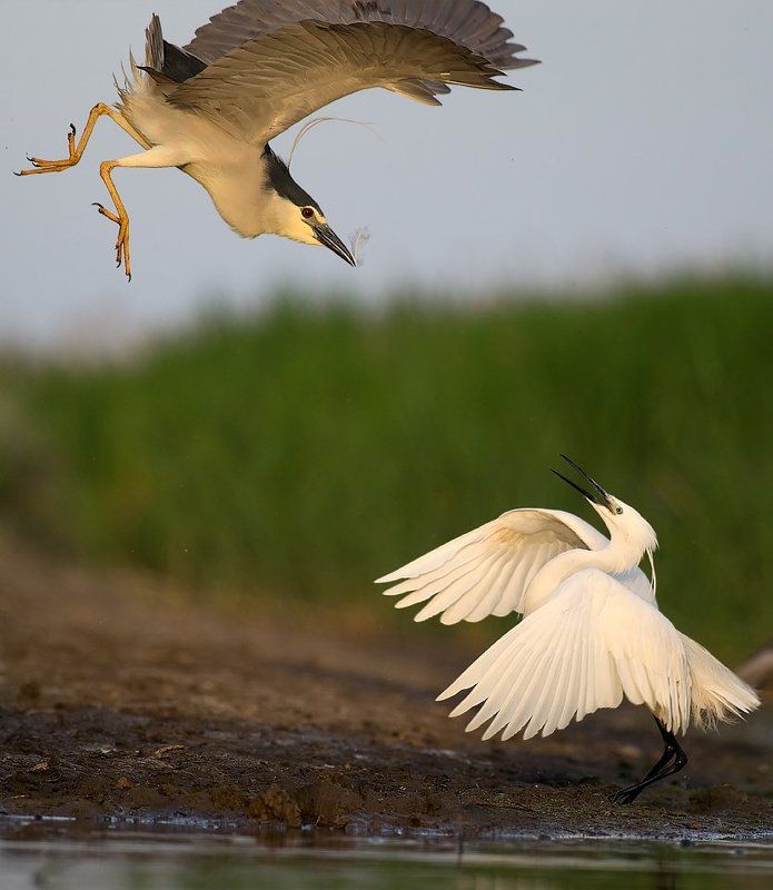нощна чапла, бяла чапла, heron, night heron, egret, borislav, borislav hristov, pentax, Bulgaria, bhristov, bird, birds, wild, wildlife, animal, lake, sun, sunset, water, fight, jump, action photo preview