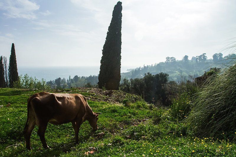 море абхазия горы небо пейзаж закат путешествия отдых животные Абхазияphoto preview