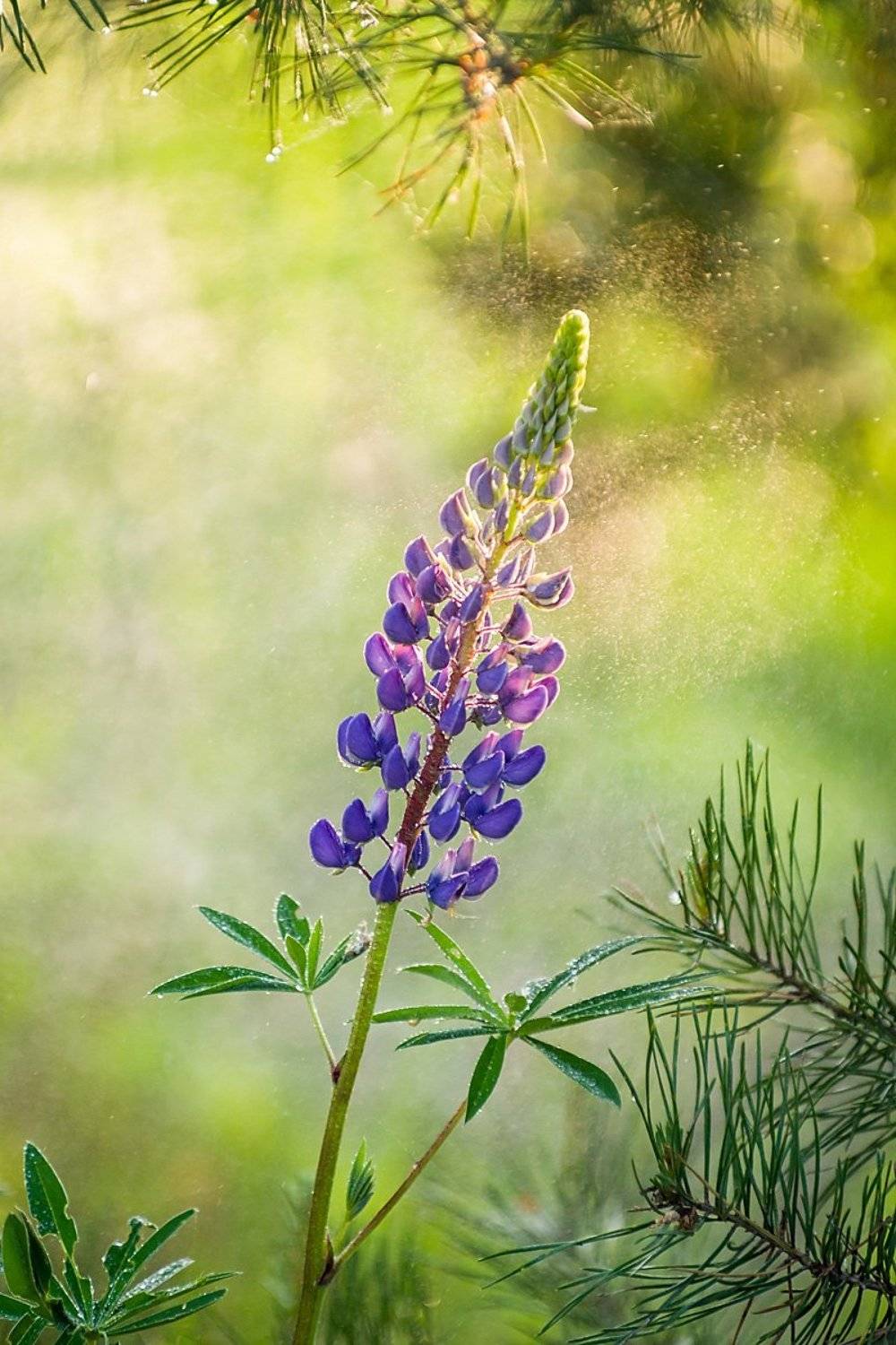 , Ирина Белотурова