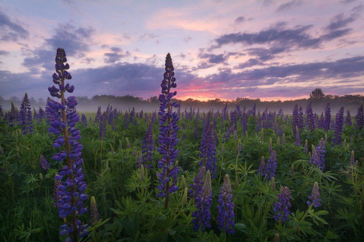 Fog, Landscape, Nikon, Nikon D7100, Russia, Sigma10-20, Закат, Люпины, Никон D7100, Пейзаж, Пейзажнаясъемка, После грозы, Путешествие, Россия, Русский пейзаж, Смоленская область, Туман, Цветы, Жмак Евгений