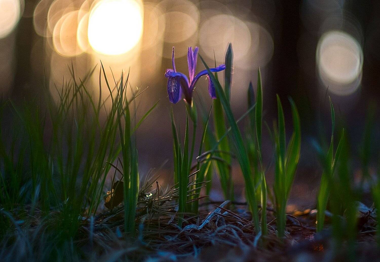 Кукушкины слезки. Автор: Сергей Брагин , Сергей Брагин