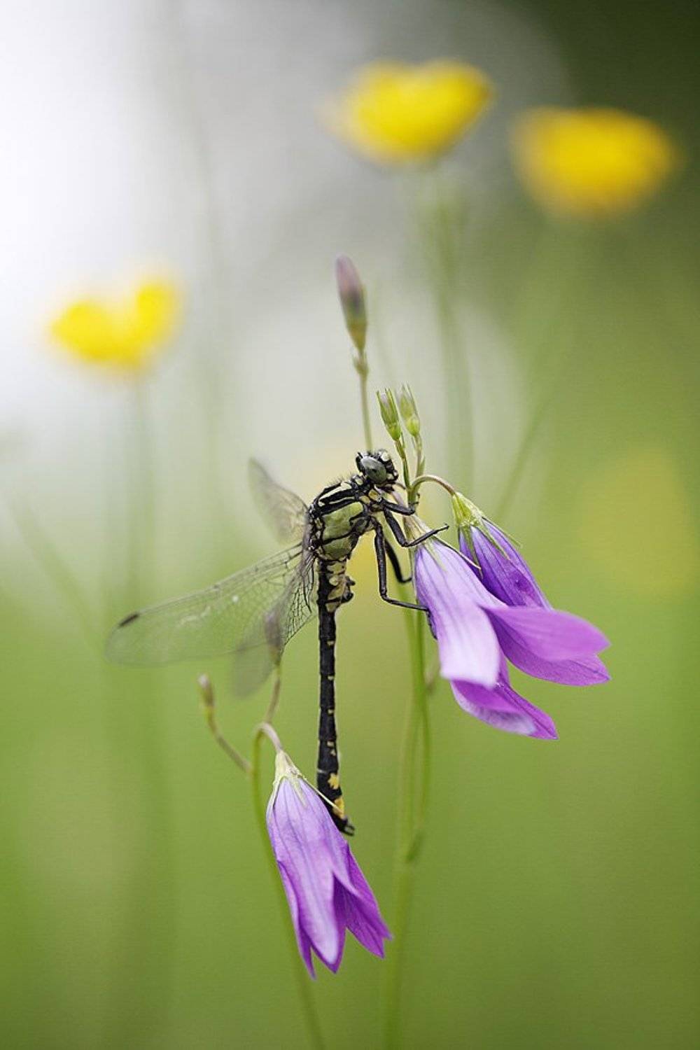 , Сергей Таланов