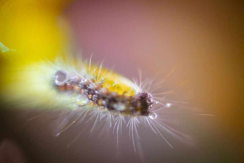 Макроphoto preview