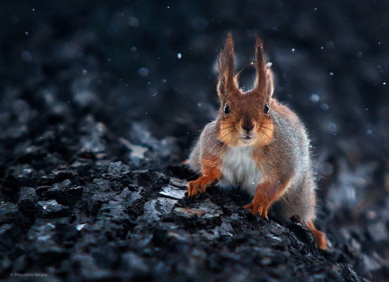 Белка, Зима, Снег ***photo preview
