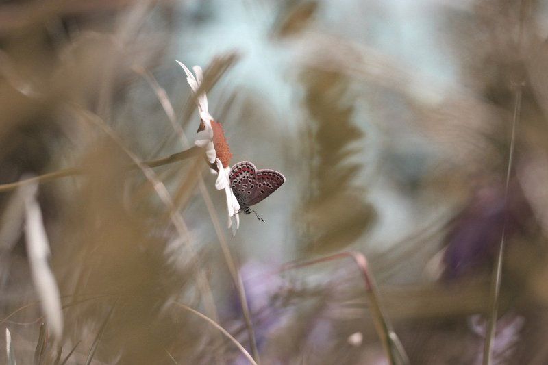 Июнь, голубянка ***photo preview
