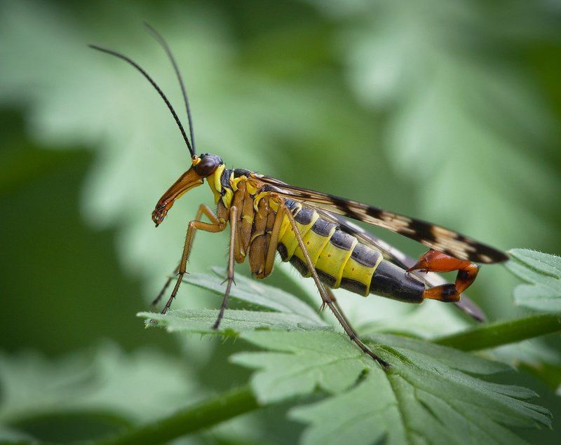 Скорпионница обыкновенная (лат. Panorpa communis)photo preview