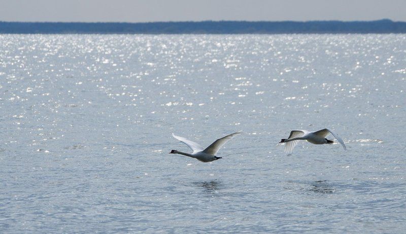 Куршская коса, Природа Зарисовки с Куршской косыphoto preview