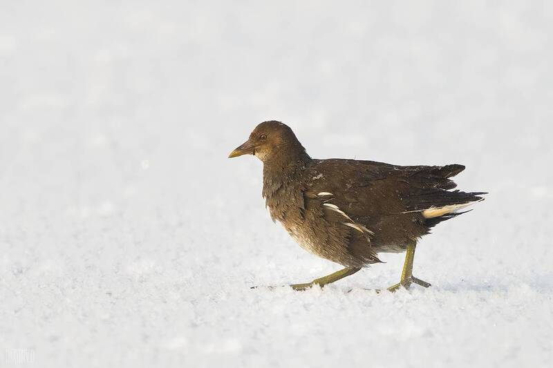 Камышницаphoto preview