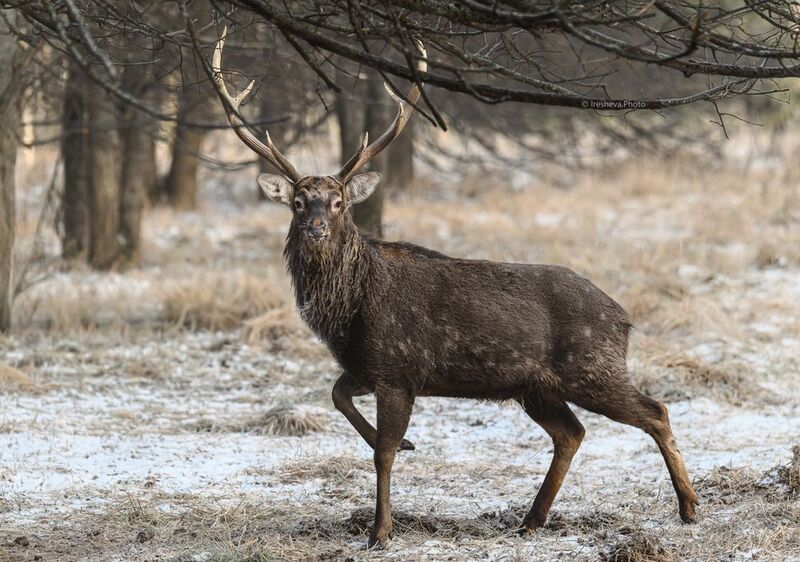 Пятнистый олень , самец Мгновение, стой!photo preview