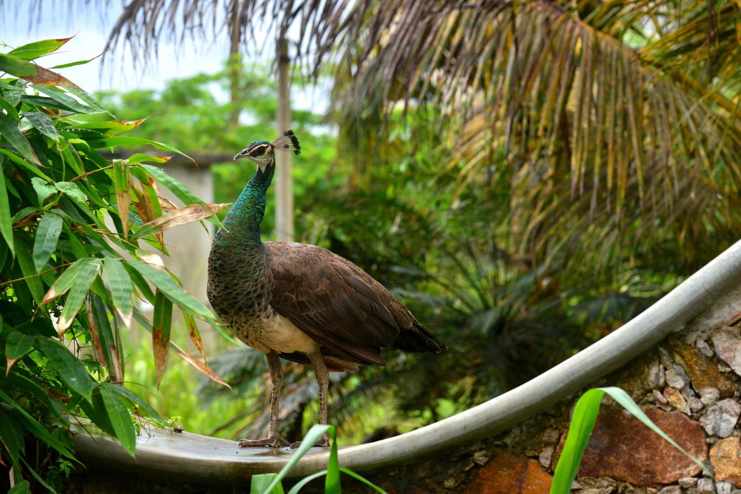 павлин, Александр Юкарев