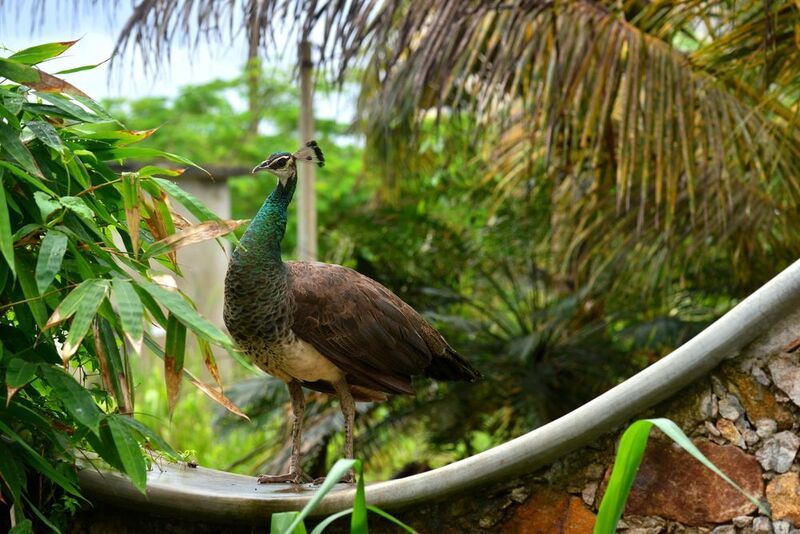 павлин Паваphoto preview