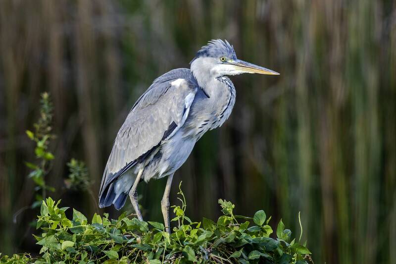 Большая голубая цапля.photo preview