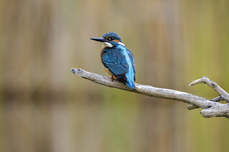 Зимородок.photo preview