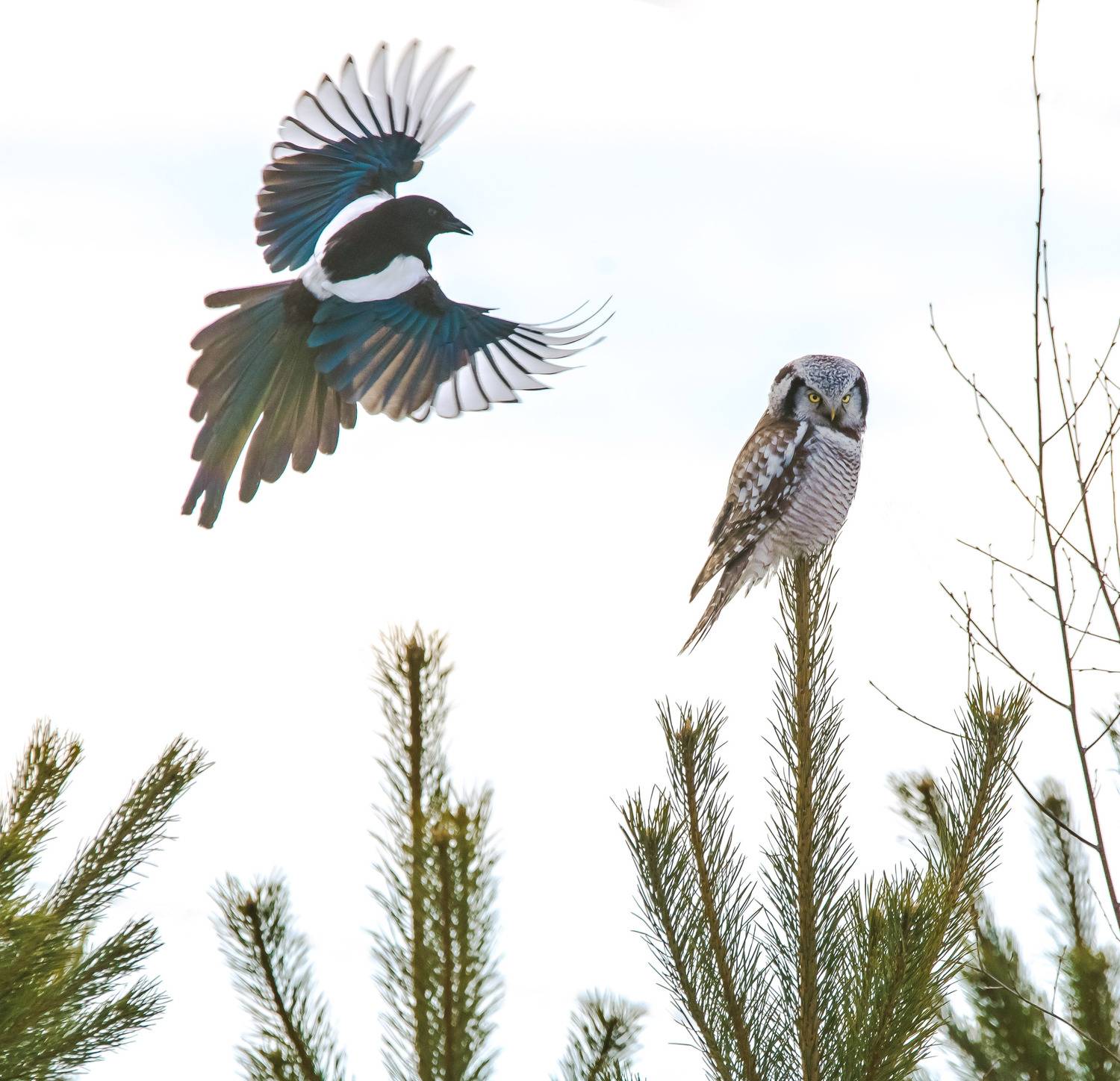 , Белоусов Михаил