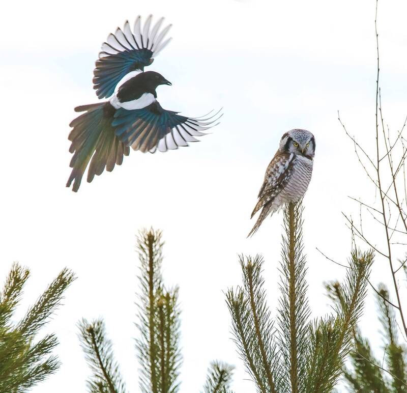 Доставалаphoto preview