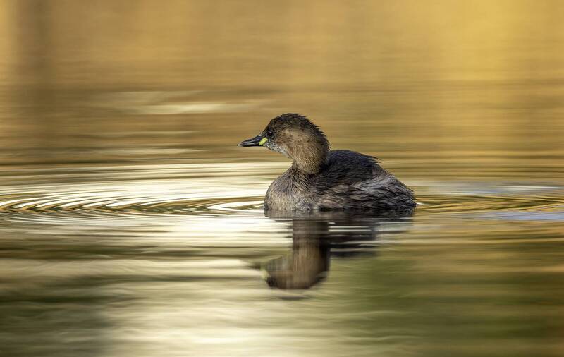 Малая поганка.photo preview