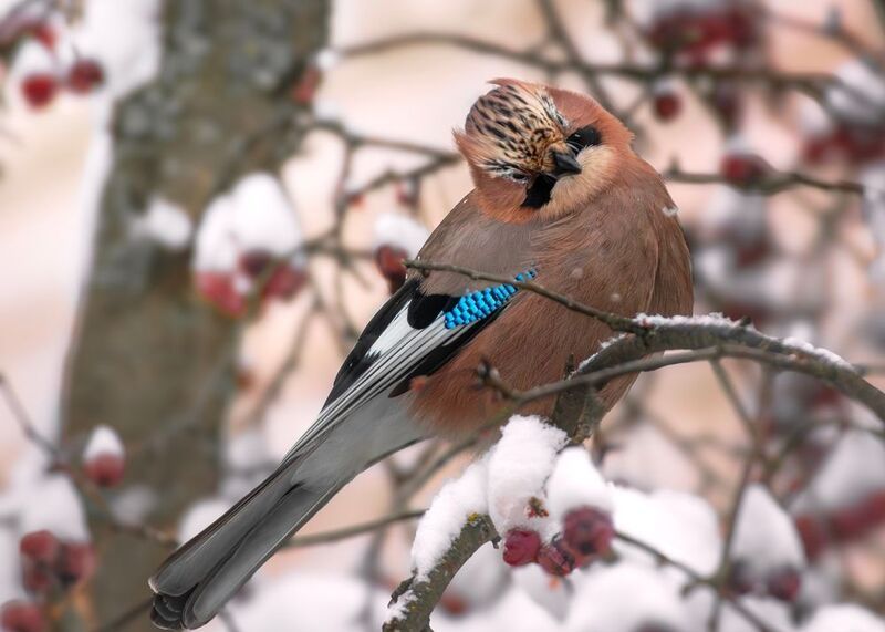 wildlife, birdwatching, nature, bird photography, птица, фотоохота, природа, сойка  Отстань, дай уже яблок поестьphoto preview