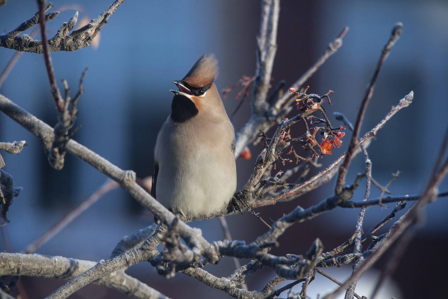Свиристель. Автор: Ольга Лукахина , Ольга Лукахина