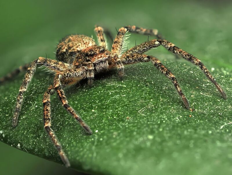 паук Паукphoto preview